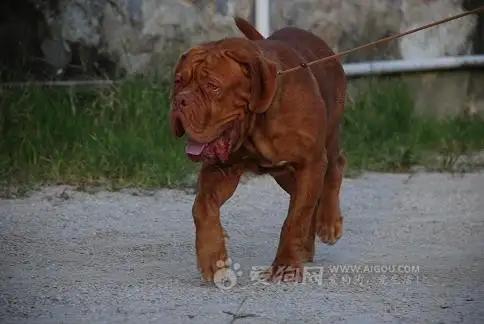 马士提夫犬(马士提夫犬图片)