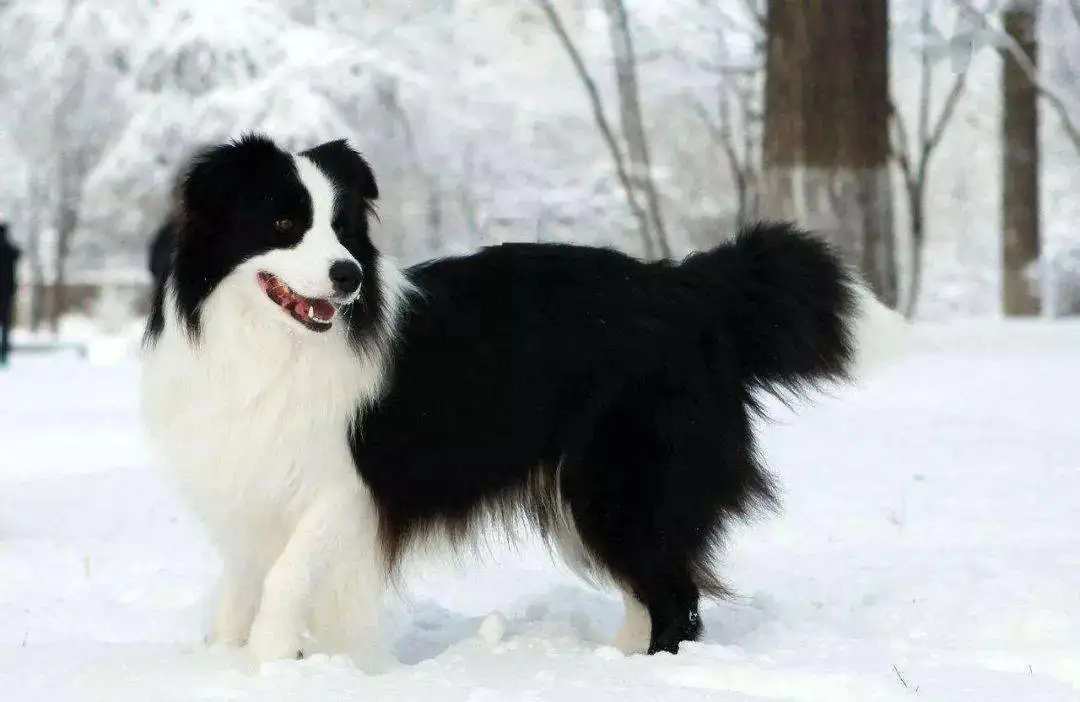 边境牧羊犬的性格(边境牧羊犬性格特点和缺点)