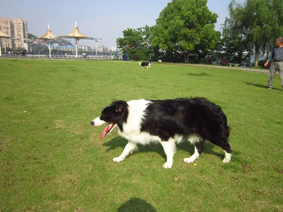 边境牧羊犬的性格(边境牧羊犬性格特点和缺点)