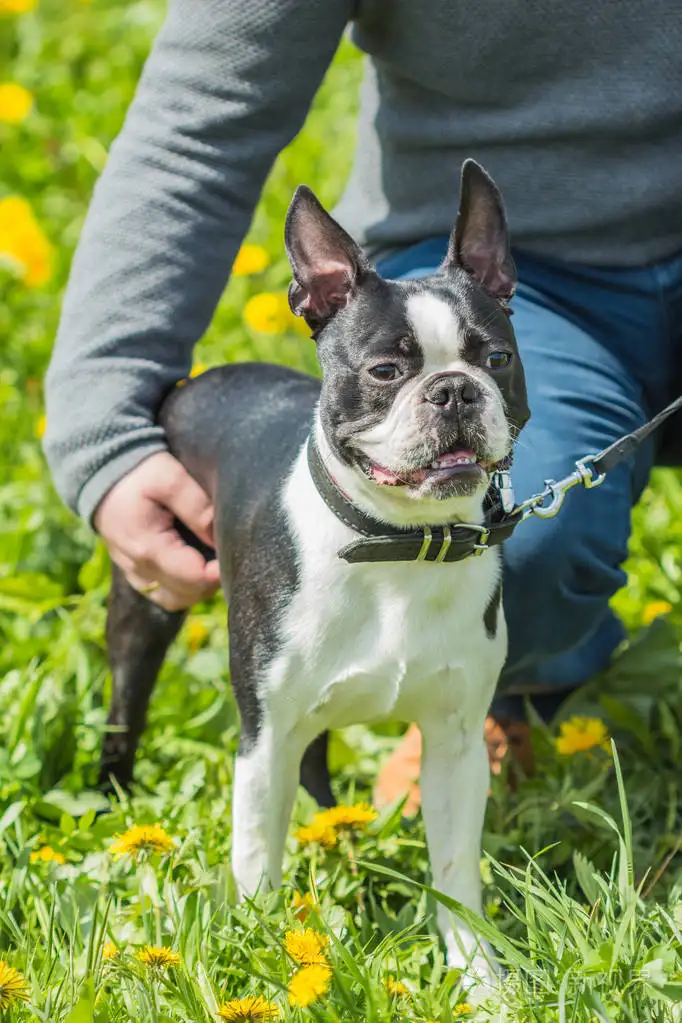 波士顿犬(波士顿犬的优缺点有哪些)