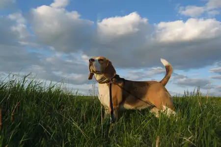 小猎兔犬(小猎兔犬怎样喂养)