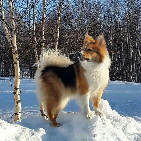 意大利狐狸犬(意大利狐狸犬多少元)