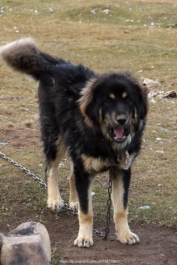 虎头獒(虎头獒犬)