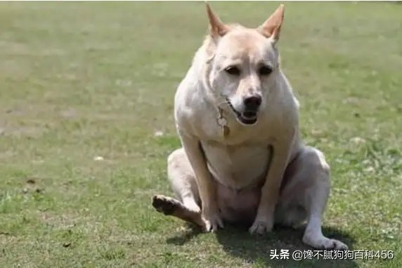 狗急了(狗急跳墙是什么生肖)