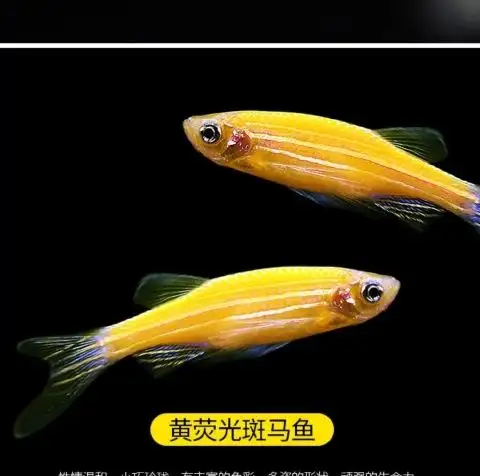 荧光斑马鱼(荧光斑马鱼和孔雀鱼能不能不用水泵)