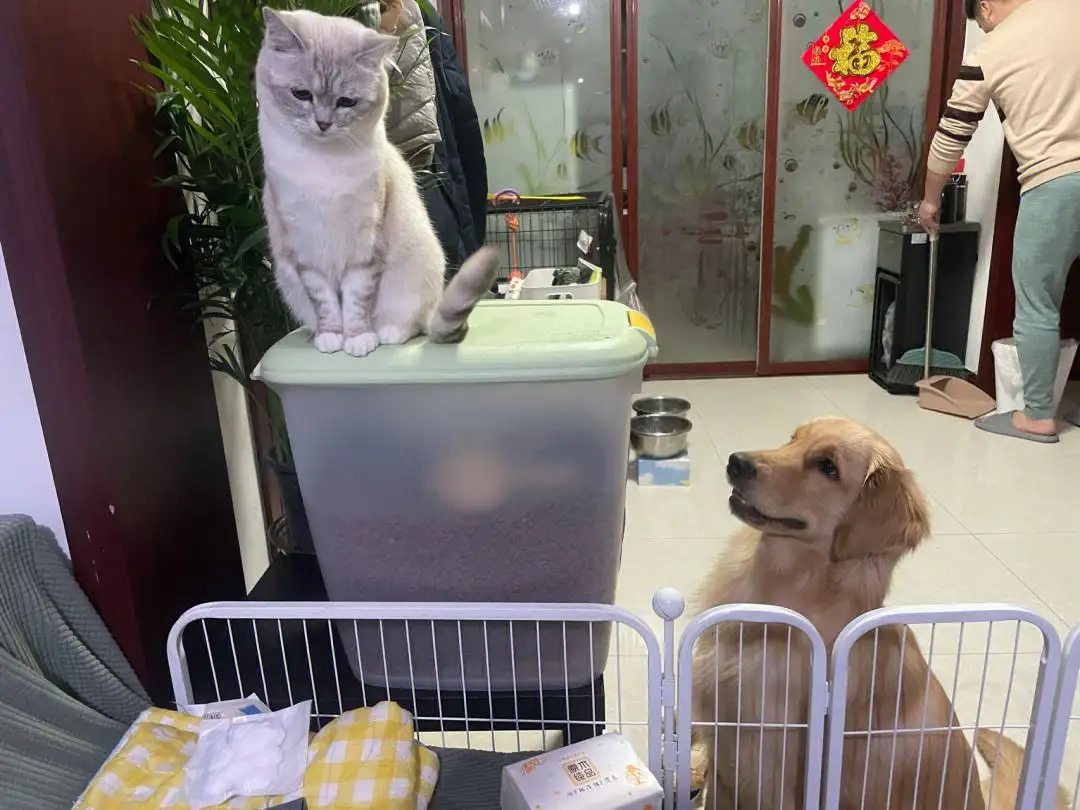 租客退房留下2猫1狗1鸡(租客退租留下一整屋垃圾,你怎么看?)