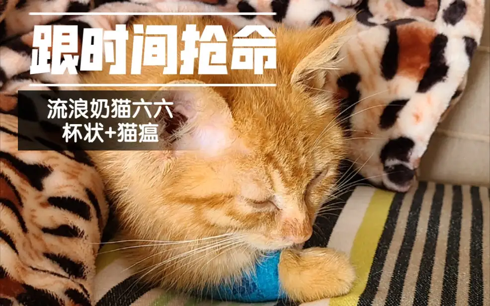 待宰活猫查出猫瘟(猫有猫瘟抓到人会不会怎么样)