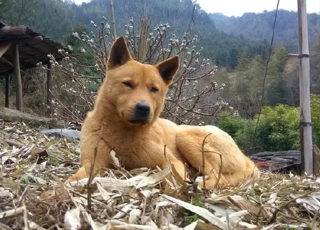 看门犬(看门犬有哪些)