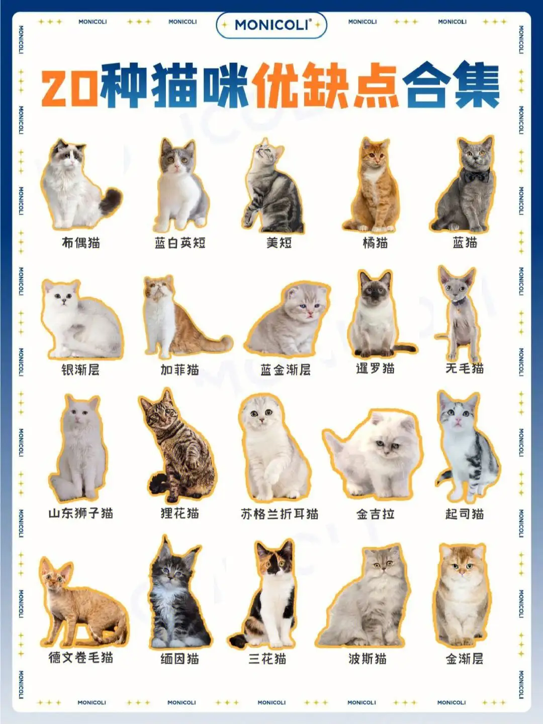 猫的习性(猫的性格特点)