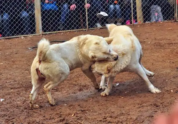 罗威纳犬打架(罗威纳犬打架分析)