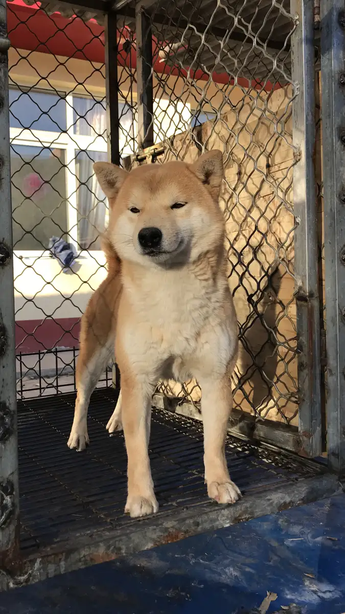 日本柴犬(日本柴犬的优缺点)