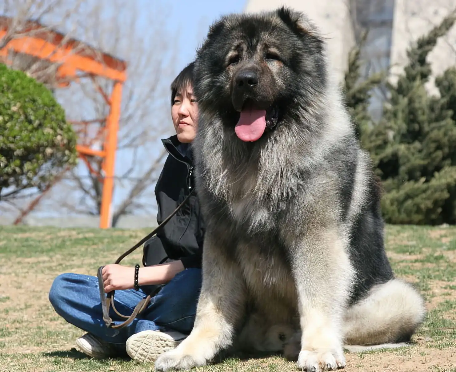 高加索山脉犬(高加索山脉位置)