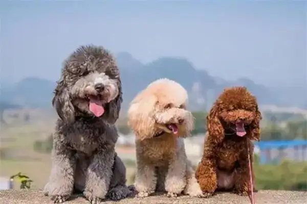 泰迪犬价格(泰迪犬价格 泰迪犬多少钱)