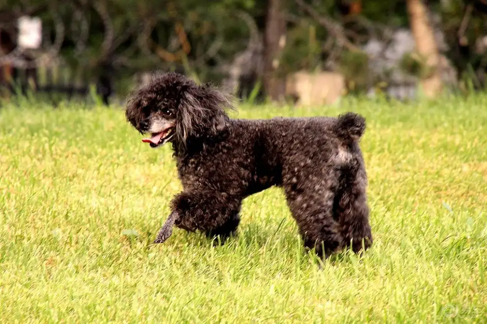 贵妇人犬(贵妇人犬图片头像)