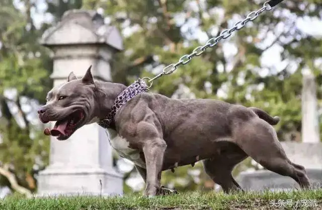 恶霸犬哪种体型最贵(恶霸犬哪种体型价格高)