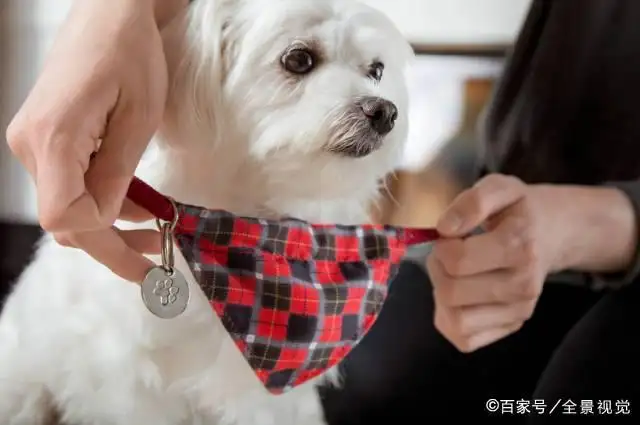 怎样引导狗狗进入自己(怎样引导狗狗进入自己的窝里)