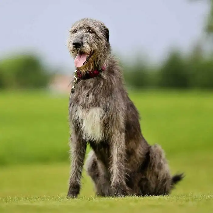 爱尔兰猎狼犬(爱尔兰猎狼犬是梗犬吗)