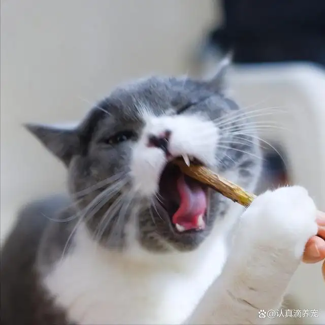 千万不要当着猫的面铲屎的简单介绍