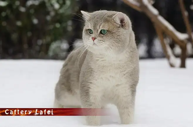 欧洲短毛猫(欧洲短毛猫 狸花猫)