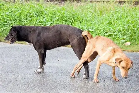 狗与猪交配(狗与猪相配吗?)