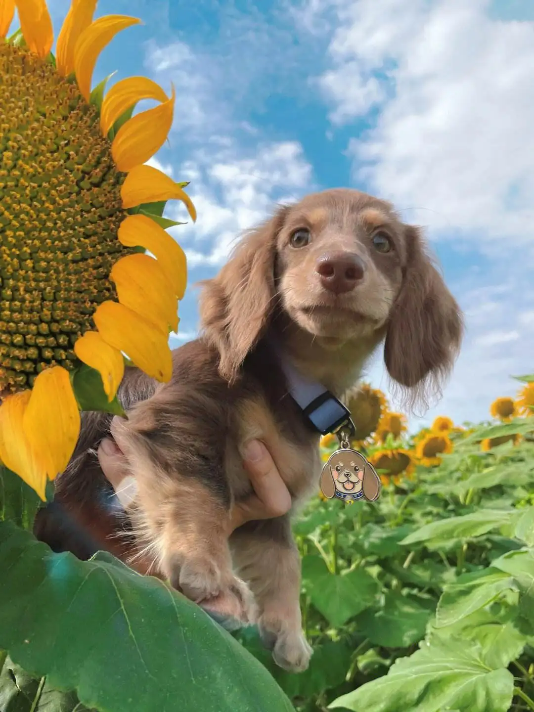 奶油犬(奶油犬是什么)