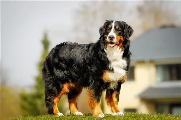 伯恩山(伯恩山犬中国禁养吗)