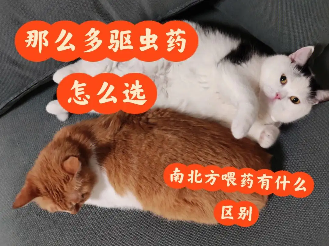 猫驱虫(猫驱虫多久起效)