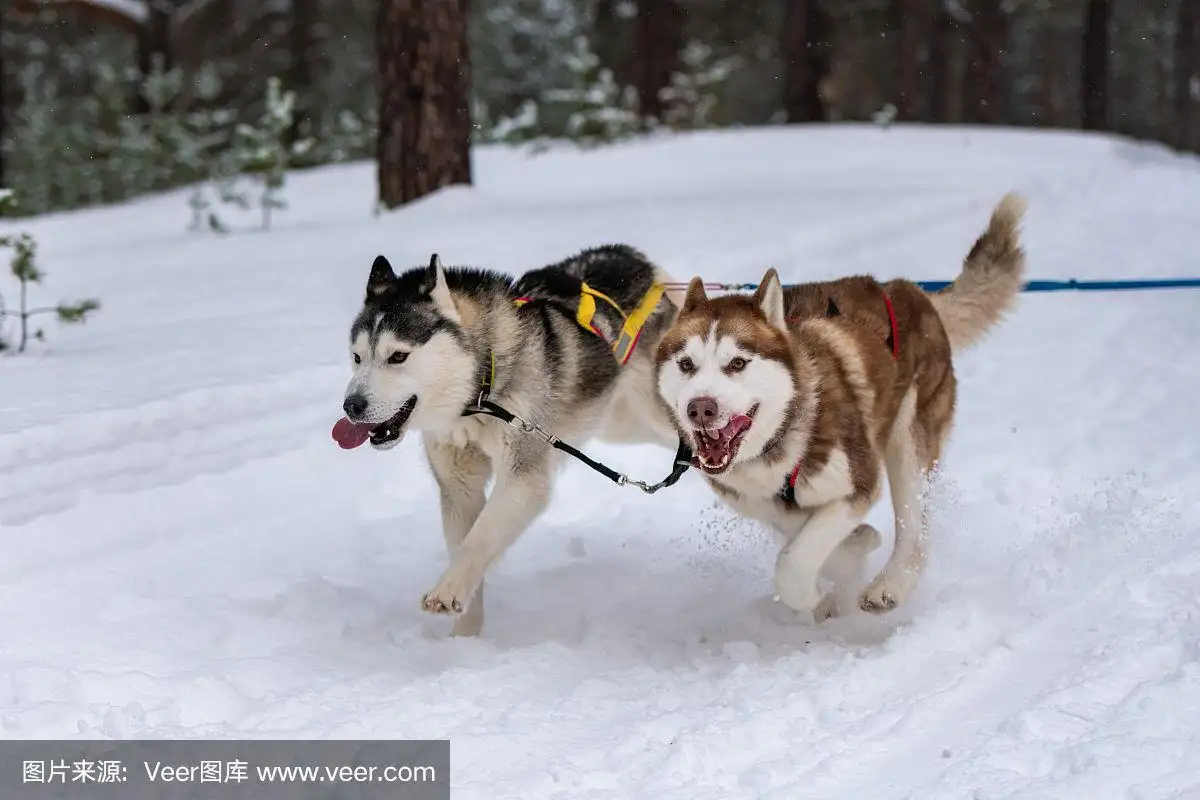 雪橇犬和哈士奇(雪橇犬哈士奇图片)