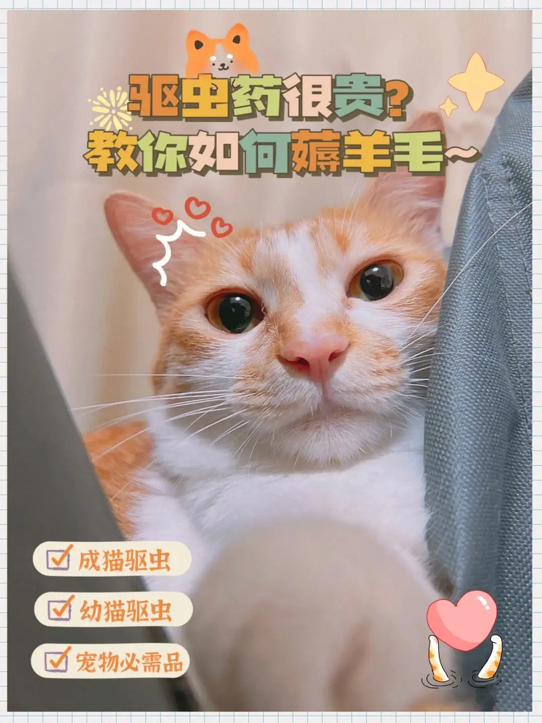 小猫怎样驱虫(宠物用品批发进货渠道)