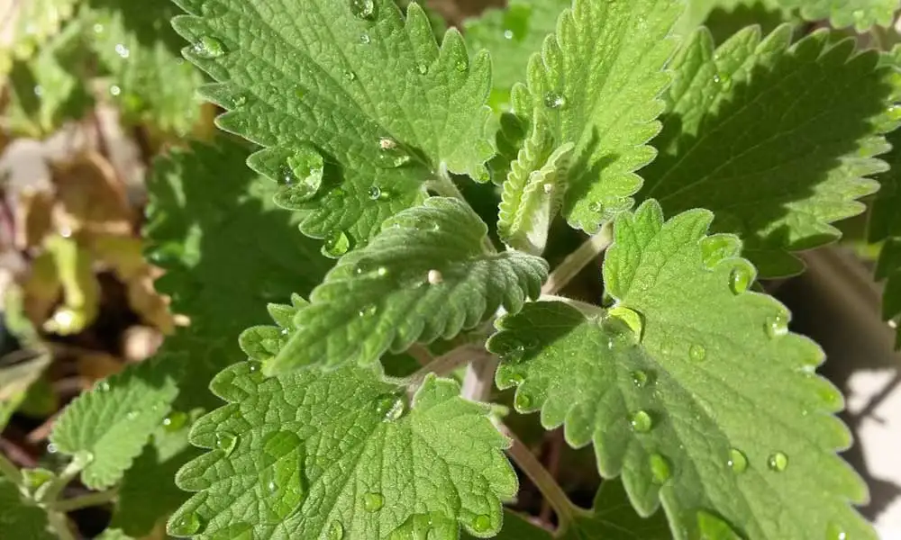 猫薄荷是什么(猫薄荷是什么植物)