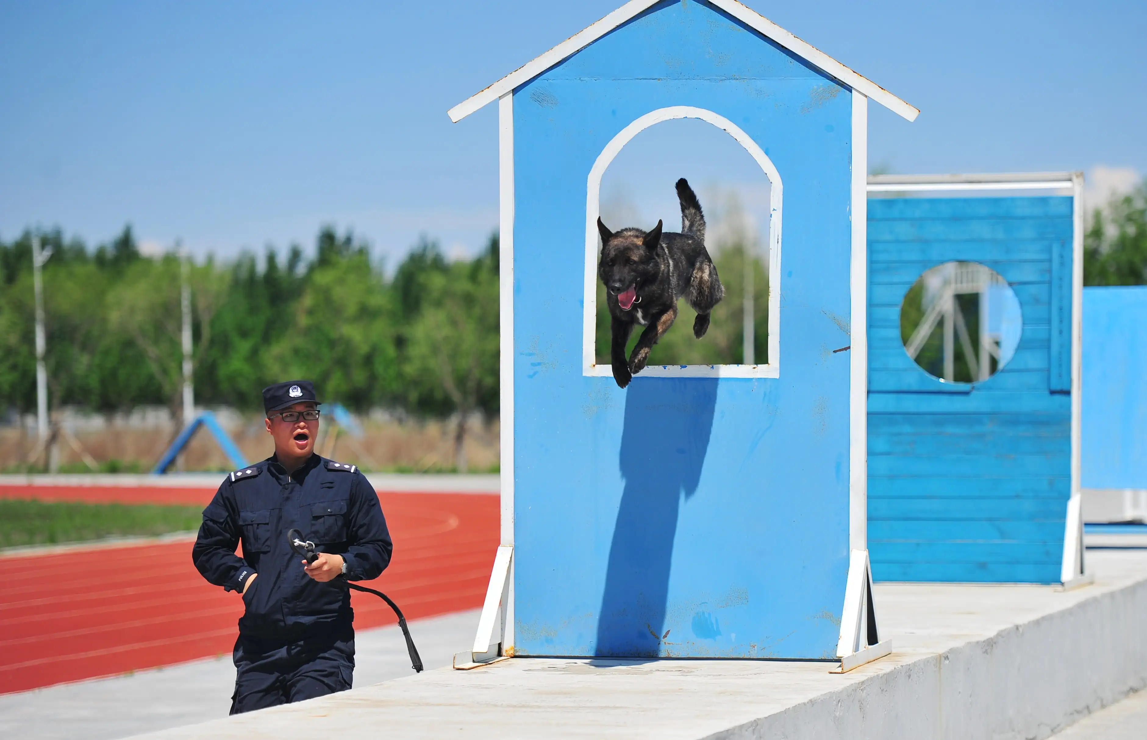 警犬训练(警犬训练基地席清)