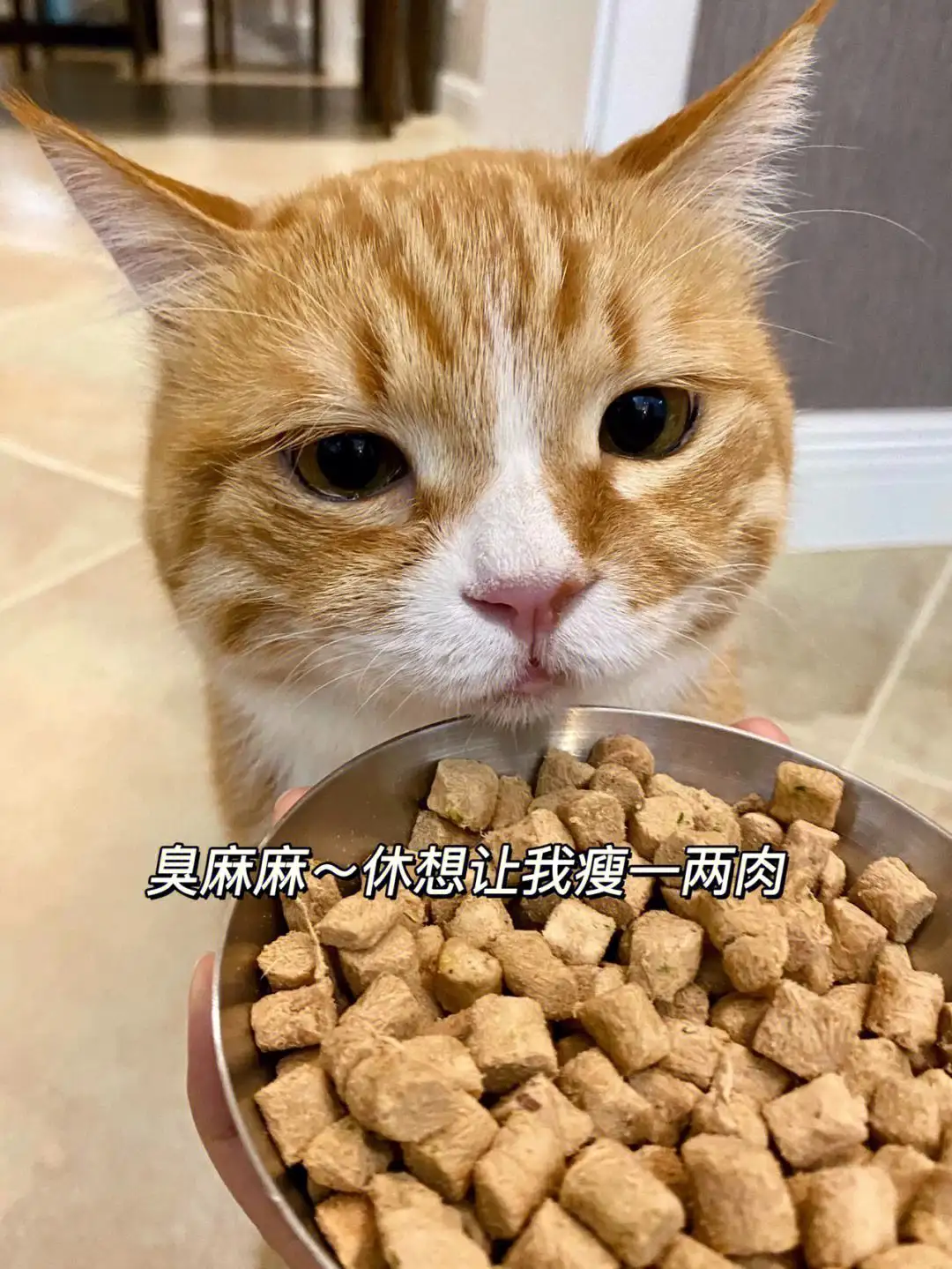 猫咪能吃辣吗(猫咪能吃辣的嘛)