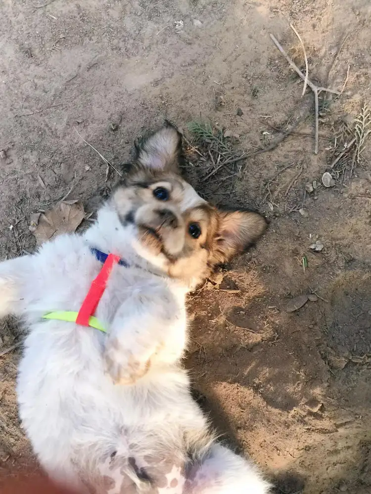 犬瘟热怎么得的(犬瘟热病毒怎么引起的)