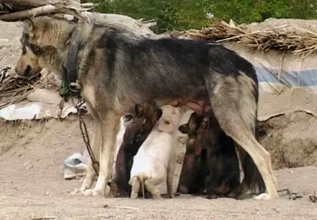 狗与猪交配(狗与猪相配吗?)