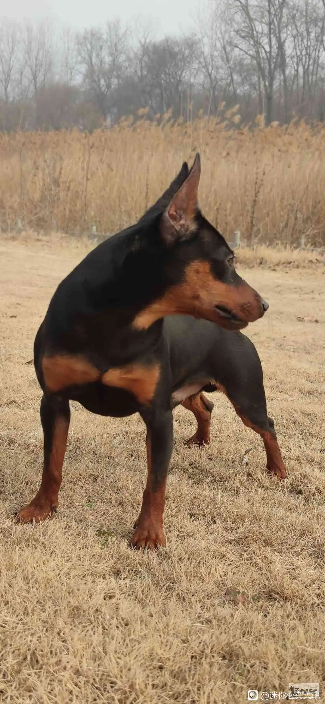 迷你杜宾犬(迷你杜宾犬是禁养犬吗)