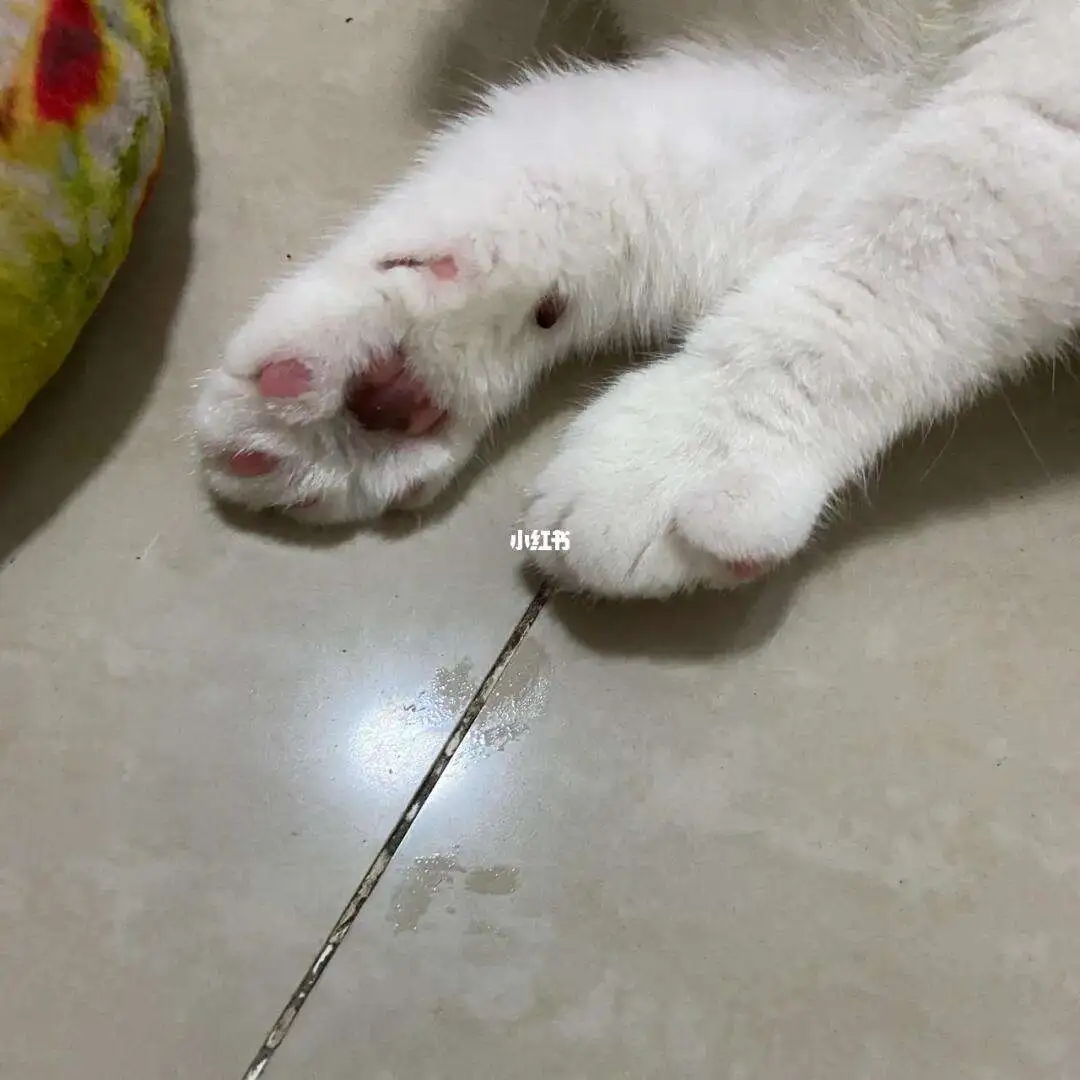 猫会出汗吗?猫出汗在哪里?的简单介绍