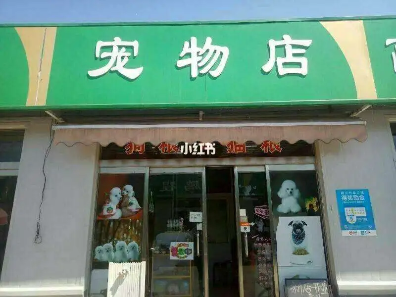 如何开一家宠物店(怎么开好一个宠物店)