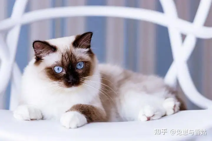 巴曼猫(巴曼猫图片)