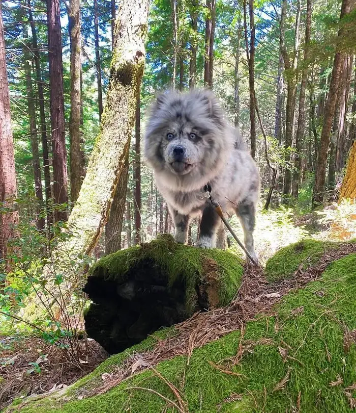 毛狮犬(毛狮犬图片幼犬)