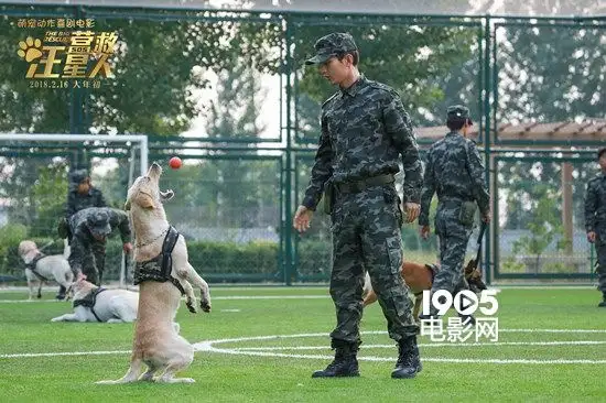 警犬电影(警犬电影大全电影与连续剧)