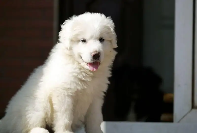 小熊犬(小熊犬 是什么 品种)