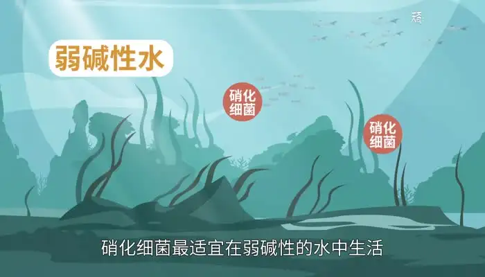 硝化细菌怎么用(硝化细菌怎么用效果好)