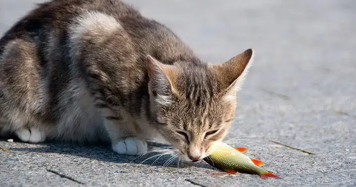 猫咪爱吃鱼(猫咪爱吃鱼的拼音)