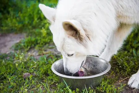 边境牧羊犬吃什么(边境牧羊犬吃什么毛色好)