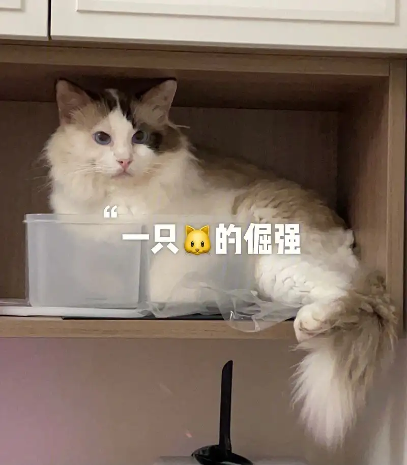 嗑瓜子的猫(嗑瓜子的猫蒙面唱将)