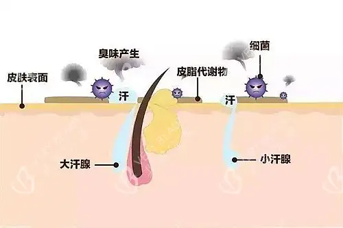 狗狗身上调节体温的汗腺主要分布在哪里的简单介绍