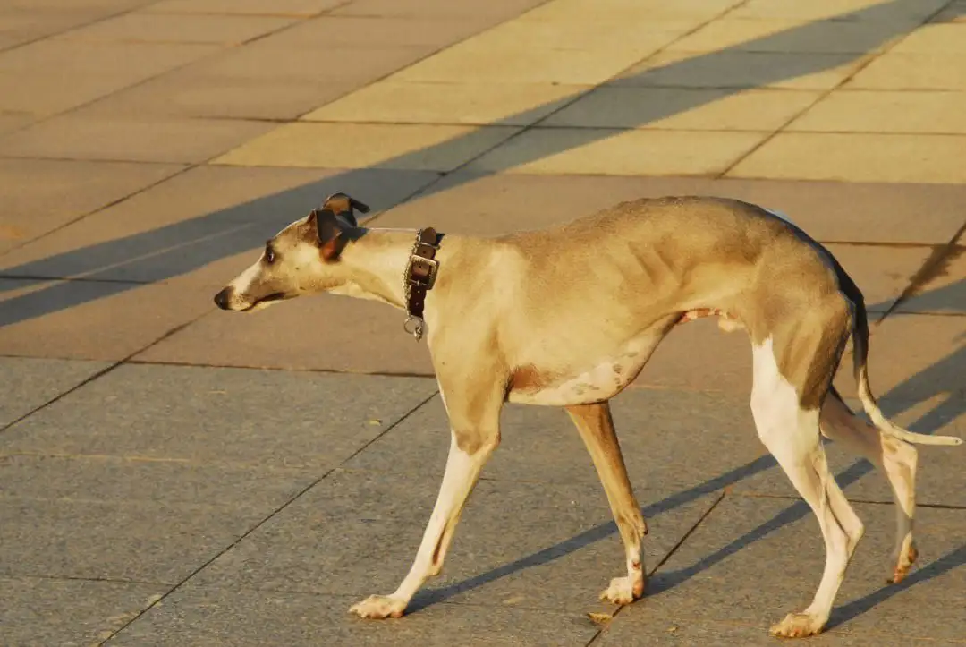 惠比特犬(惠比特犬的优缺点)