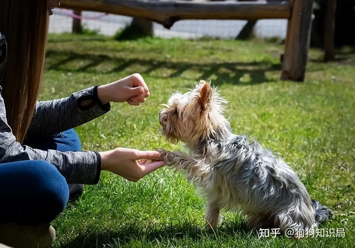 为什么狗能干人(为什么狗能成为人的宠物)