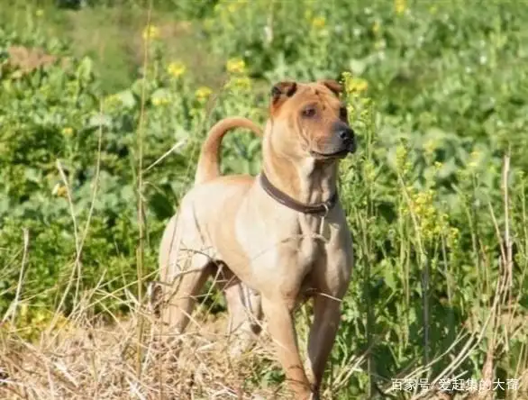 鹰叭犬(鹰叭犬王大帝)