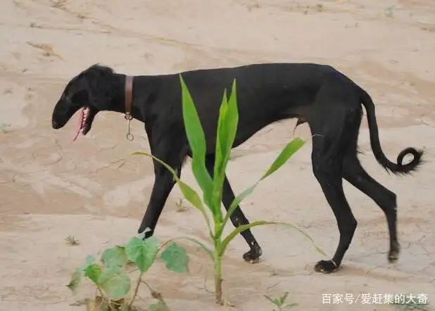 鹰叭犬(鹰叭犬王大帝)